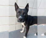 Small Photo #2 American Pit Bull Terrier Puppy For Sale in Corpus Christi, TX, USA