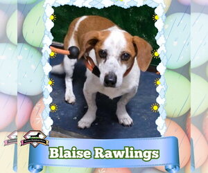 Doxle Dogs for adoption in San Antonio, TX, USA