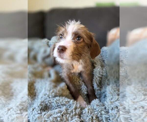 Medium Photo #3 Mutt Puppy For Sale in New London, WI, USA