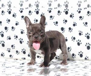 French Bulldog Puppy for sale in GREENSBORO, NC, USA