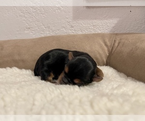 Yorkshire Terrier Puppy for sale in HAYWARD, CA, USA