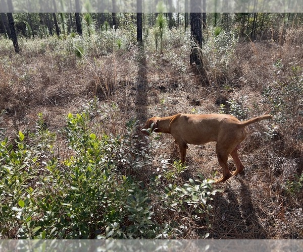 Medium Photo #12 Vizsla Puppy For Sale in SCREVEN, GA, USA