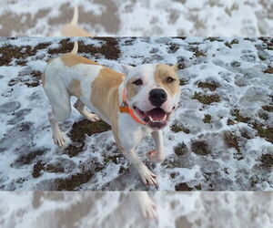 Mutt Dogs for adoption in Springfield, MA, USA