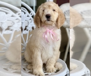 Labradoodle Puppy for sale in COVINGTON, TX, USA