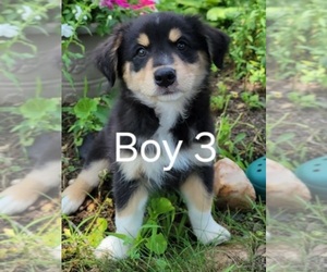 Australian Retriever Puppy for sale in BEAVERDAM, VA, USA