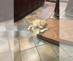 Small Photo #29 Anatolian Shepherd Puppy For Sale in COMMERCE, TX, USA