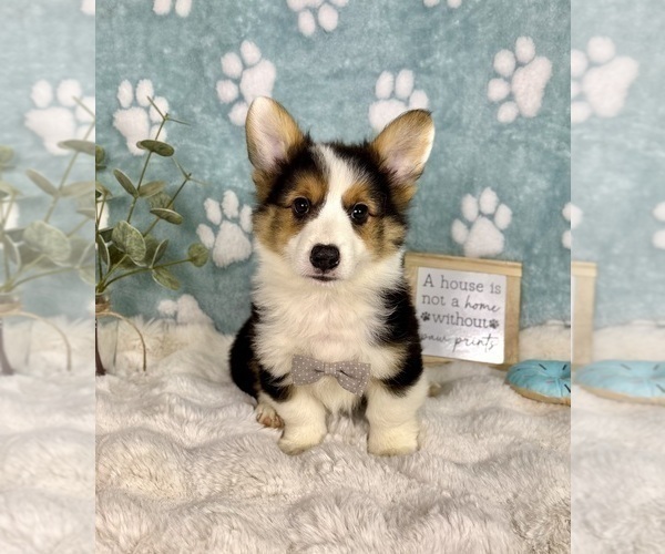 Medium Photo #3 Pembroke Welsh Corgi Puppy For Sale in NOBLESVILLE, IN, USA