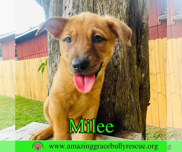 Medium Photo #3 Chow Chow-Unknown Mix Puppy For Sale in Pensacola, FL, USA