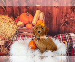 Puppy River Cavapoo