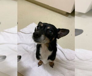 Chihuahua Dogs for adoption in Fremont, CA, USA