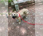 Small Mutt