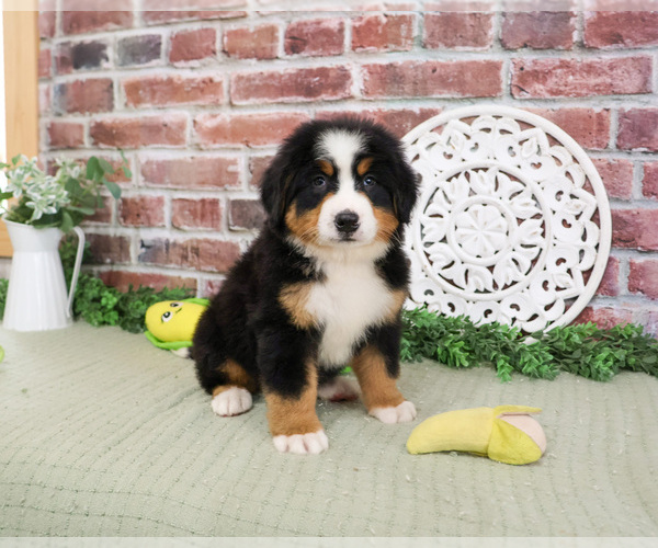 Medium Photo #1 Bernese Mountain Dog Puppy For Sale in SYRACUSE, IN, USA