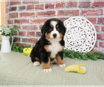 Small Bernese Mountain Dog