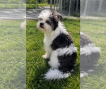 Small #2 Shih Tzu Mix