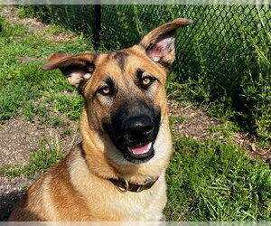 Gerberian Shepsky Dogs for adoption in Santa Cruz, CA, USA