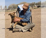 Small #1 Border Terrier-Pembroke Welsh Corgi Mix