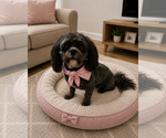Small #3 Shih-Poo