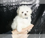 Image preview for Ad Listing. Nickname: Blooby Doo