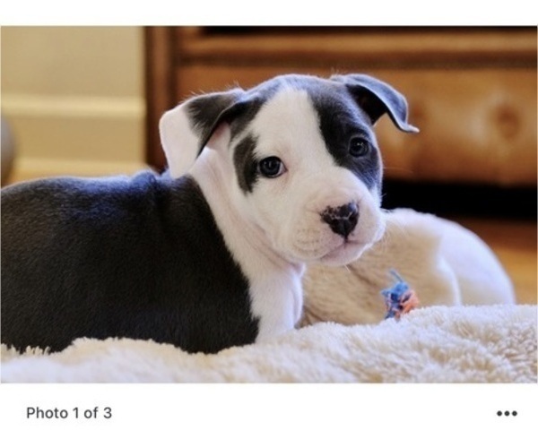 Medium Photo #2 American Bully Puppy For Sale in TRENTON, NJ, USA