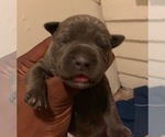 Small Photo #22 American Pit Bull Terrier Puppy For Sale in NEWARK, NJ, USA