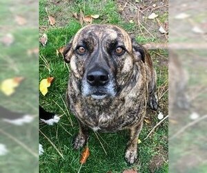 Catahoula Leopard Dog Dogs for adoption in napa, CA, USA