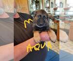 Small Photo #1 German Shepherd Dog Puppy For Sale in REEDSBURG, WI, USA