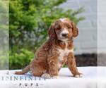 Small #3 Goldendoodle (Miniature)