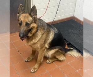 German Shepherd Dog Dogs for adoption in Camarillo, CA, USA