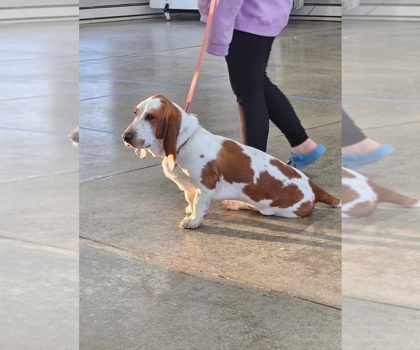 Medium Photo #1 Basset Hound Puppy For Sale in MARION, IN, USA