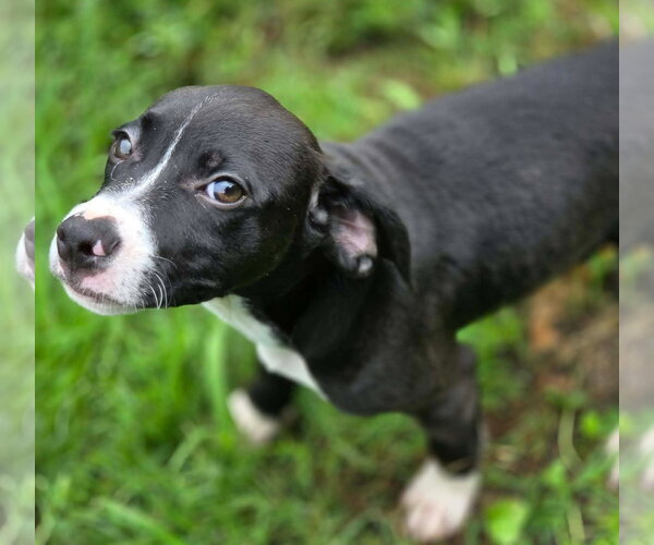 Medium Photo #5 Beagle-Unknown Mix Puppy For Sale in Anniston, AL, USA