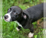 Small #4 Beagle Mix