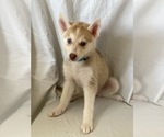 Small Photo #7 Siberian Husky Puppy For Sale in ORANGE, CA, USA