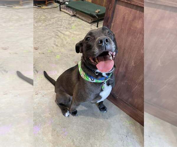 Medium Photo #30 American Pit Bull Terrier-Labrador Retriever Mix Puppy For Sale in Boston, MA, USA