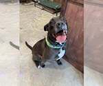 Small #29 American Pit Bull Terrier-Labrador Retriever Mix