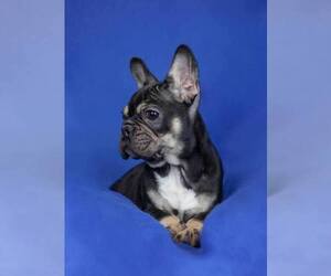 French Bulldog Puppy for sale in Oroshaza, Bekes, Hungary