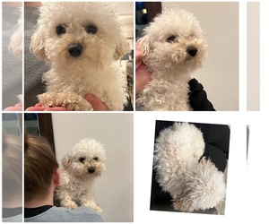 Poodle (Toy) Puppy for sale in LA CENTER, WA, USA