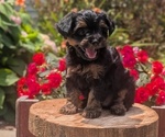 Small Photo #26 Yorkipoo Puppy For Sale in GOSHEN, IN, USA