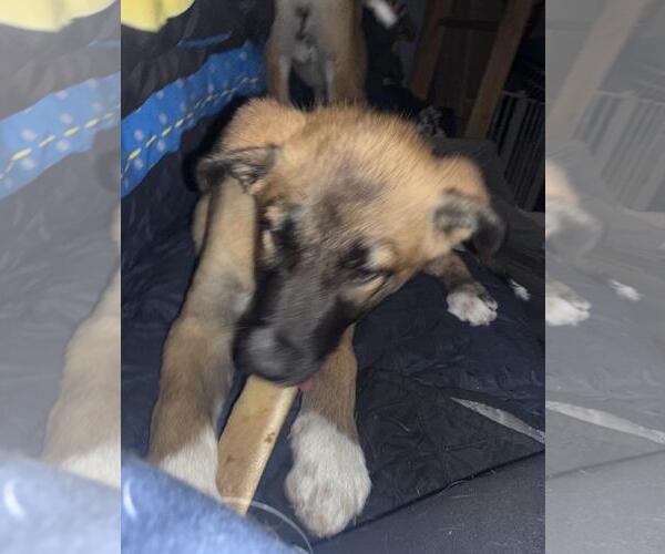 Medium Photo #3 German Shepherd Dog-Unknown Mix Puppy For Sale in Incline Village, NV, USA