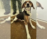 Small #8 Treeing Walker Coonhound