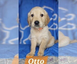 Golden Retriever Puppy for sale in DAVISON, MI, USA