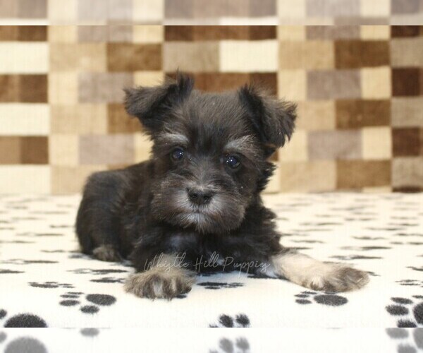 Medium Photo #2 Schnauzer (Miniature) Puppy For Sale in DENVER, PA, USA