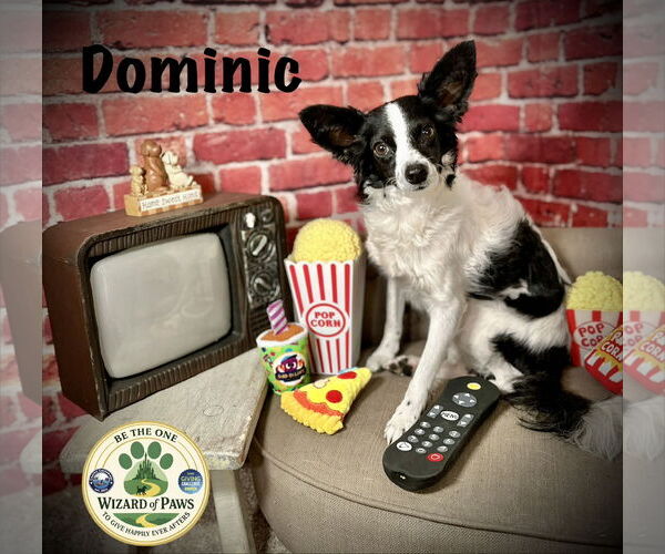 Medium Photo #3 Rattle Puppy For Sale in Arcadia, FL, USA