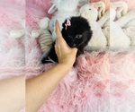Small #3 Pomeranian