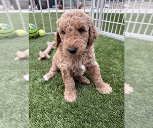 Goldendoodle Puppy for sale in OAKLAND, CA, USA