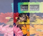 Small #22 Yorkshire Terrier