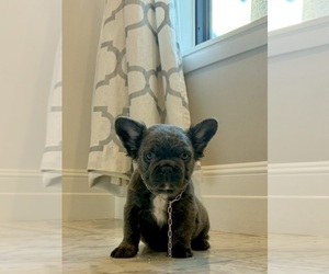 French Bulldog Puppy for sale in LAS VEGAS, NV, USA