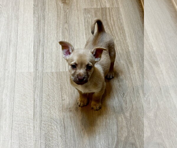 Medium Photo #1 Mutt Puppy For Sale in Bellevue, WA, USA