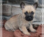Small Photo #3 Cairn Terrier Puppy For Sale in FREDERICKSBURG, OH, USA