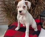 Small Photo #55 Boxer Puppy For Sale in GOSHEN, IN, USA