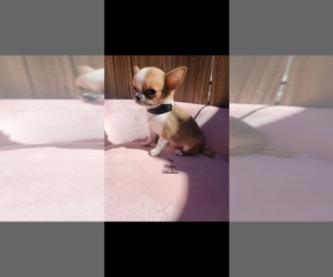 Chihuahua Puppy for sale in CRAFTON, PA, USA